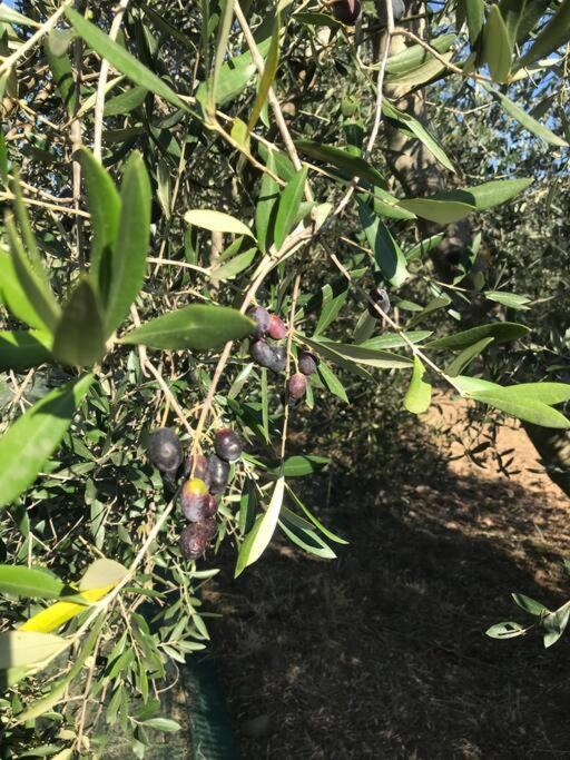 Agriturismo Il Sorbino - Appartamento Da Cocca Pian d'Alma ภายนอก รูปภาพ