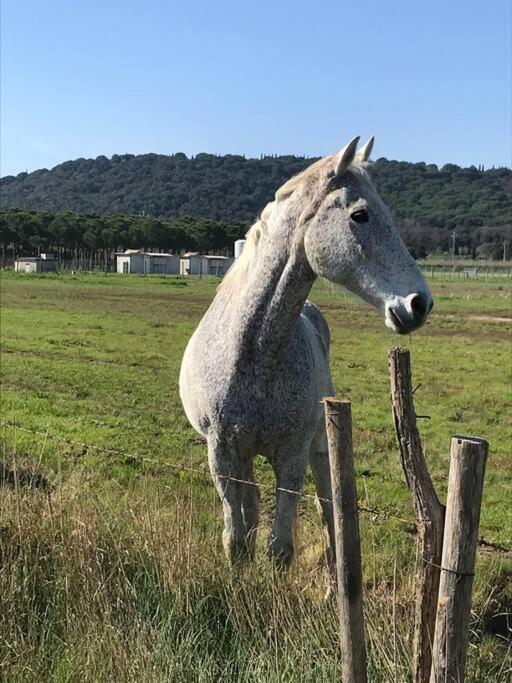 Agriturismo Il Sorbino - Appartamento Da Cocca Pian d'Alma ภายนอก รูปภาพ