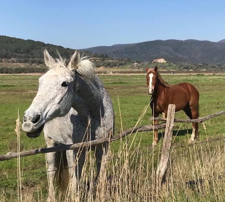 Agriturismo Il Sorbino - Appartamento Da Cocca Pian d'Alma ภายนอก รูปภาพ